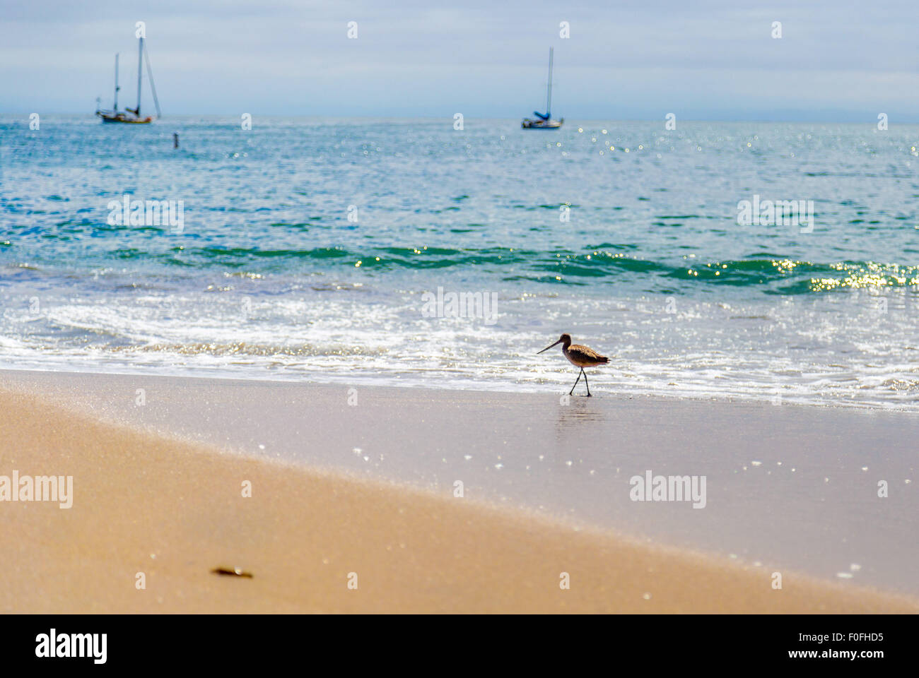 A Sandpiper sea bird on the shore at Santa Cruz beach, California Stock Photo