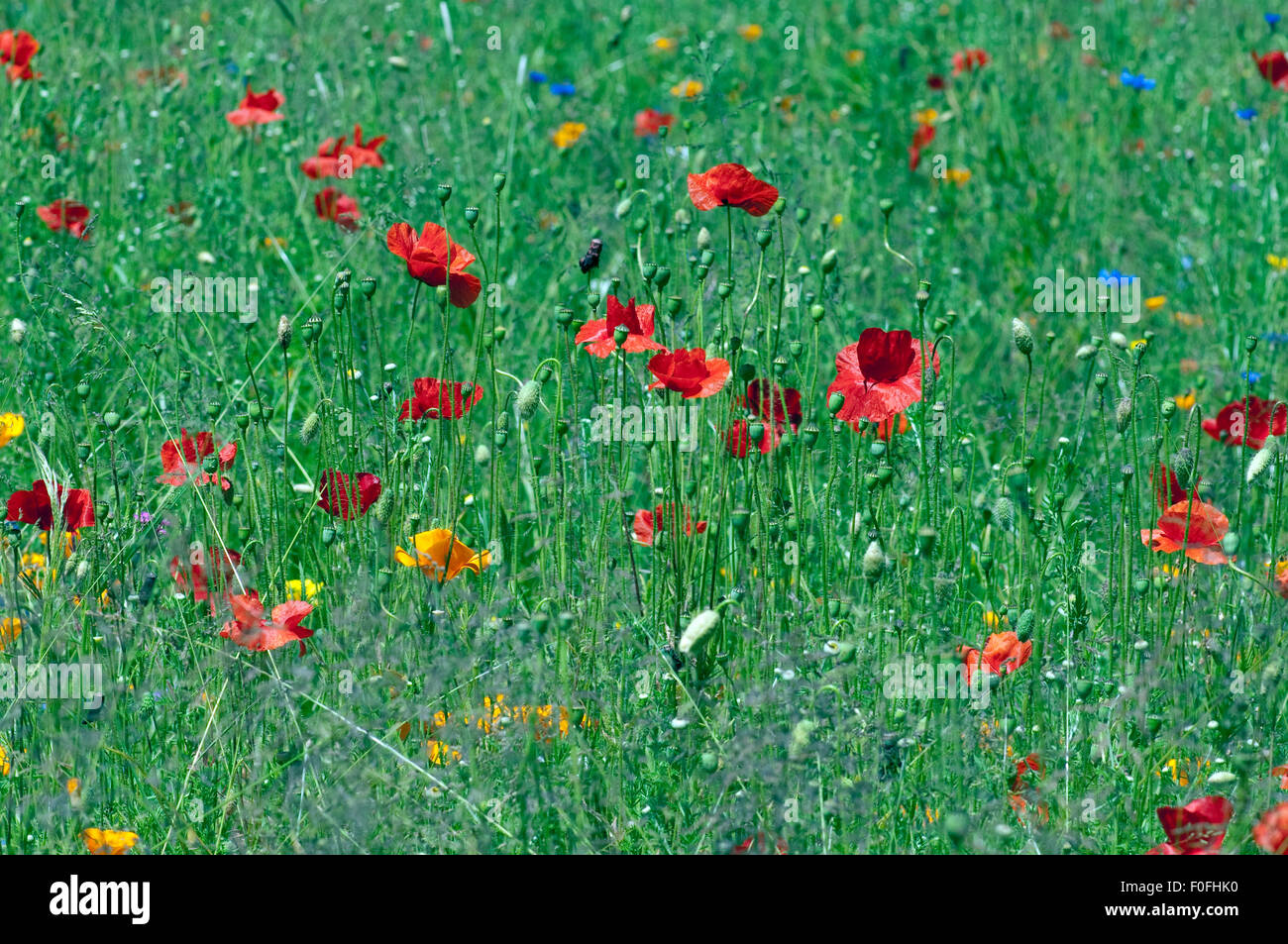 Klatschmohn; Papaver; rhoeas; Stock Photo