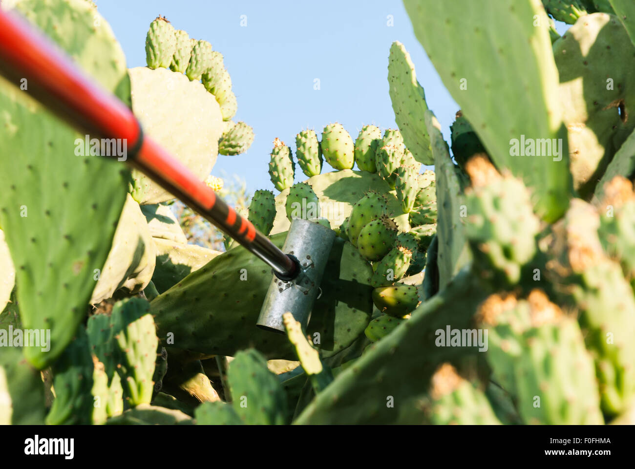 Man show how to pick prickly pear cactus fruits in traditional way