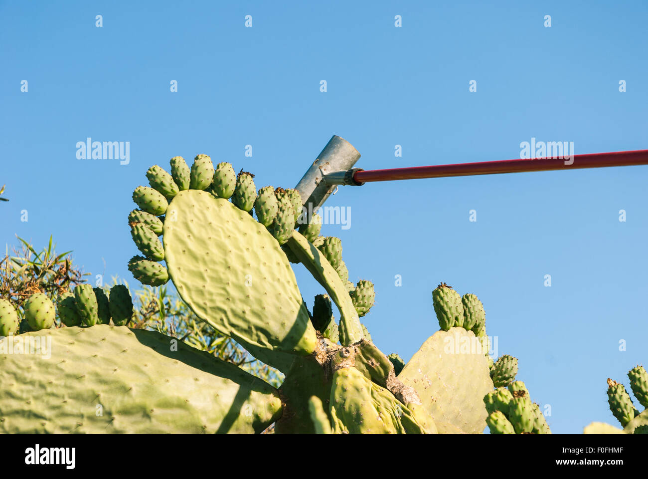 Man Show How To Pick Prickly Pear Cactus Fruits In Traditional Way Stock Photo Alamy