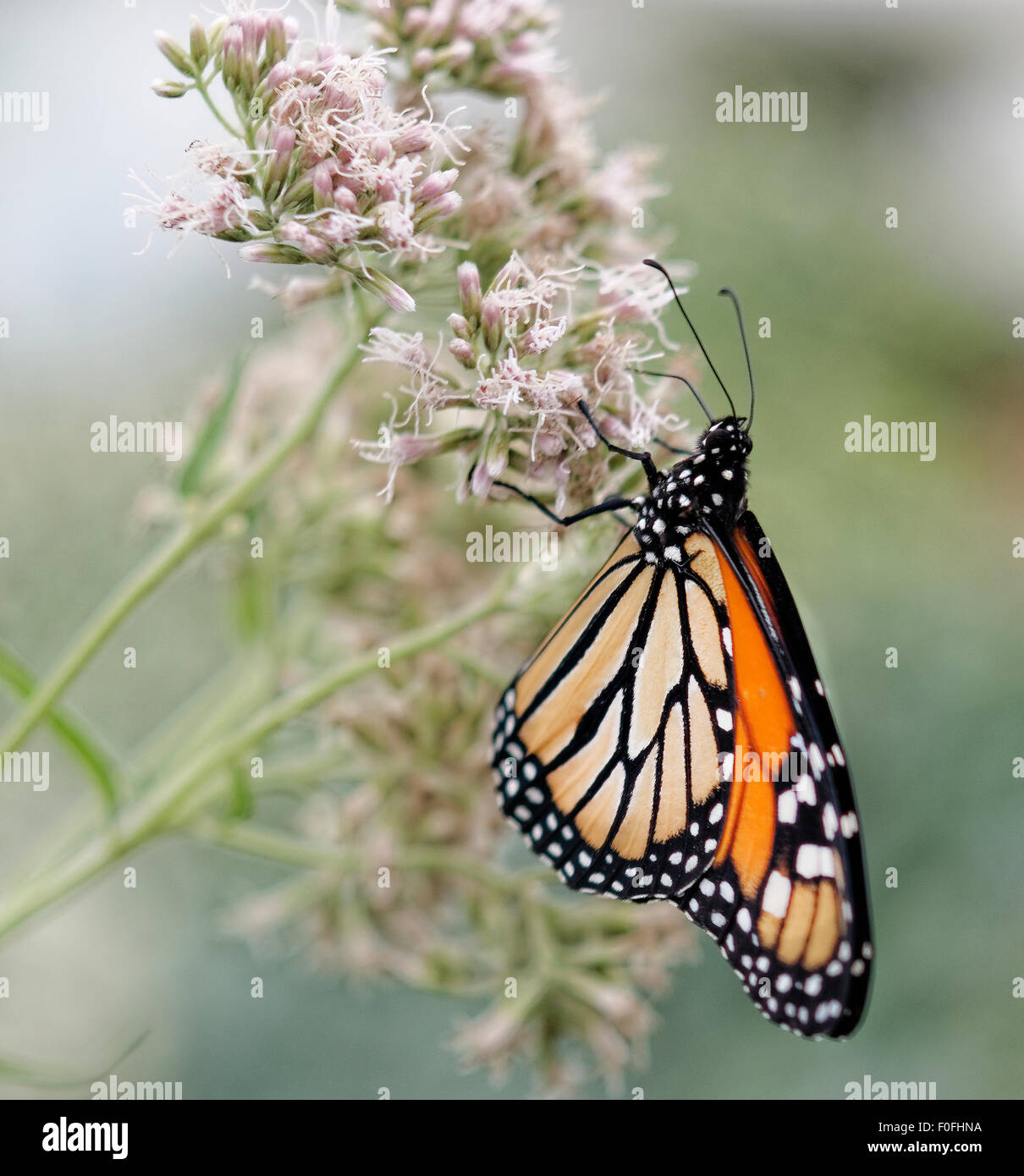 The monarch butterfly (Danaus plexippus) is a milkweed butterfly (subfamily Danainae) in the family Nymphalidae. Stock Photo