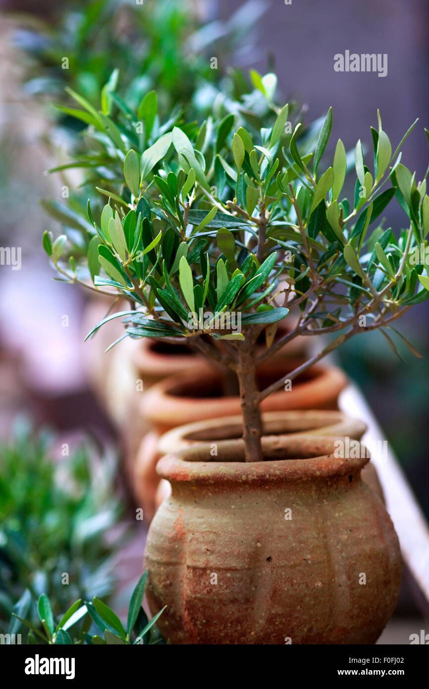 Vintage 23x15 Stone Pot w/ Black Olive Tree – Lolointeriors