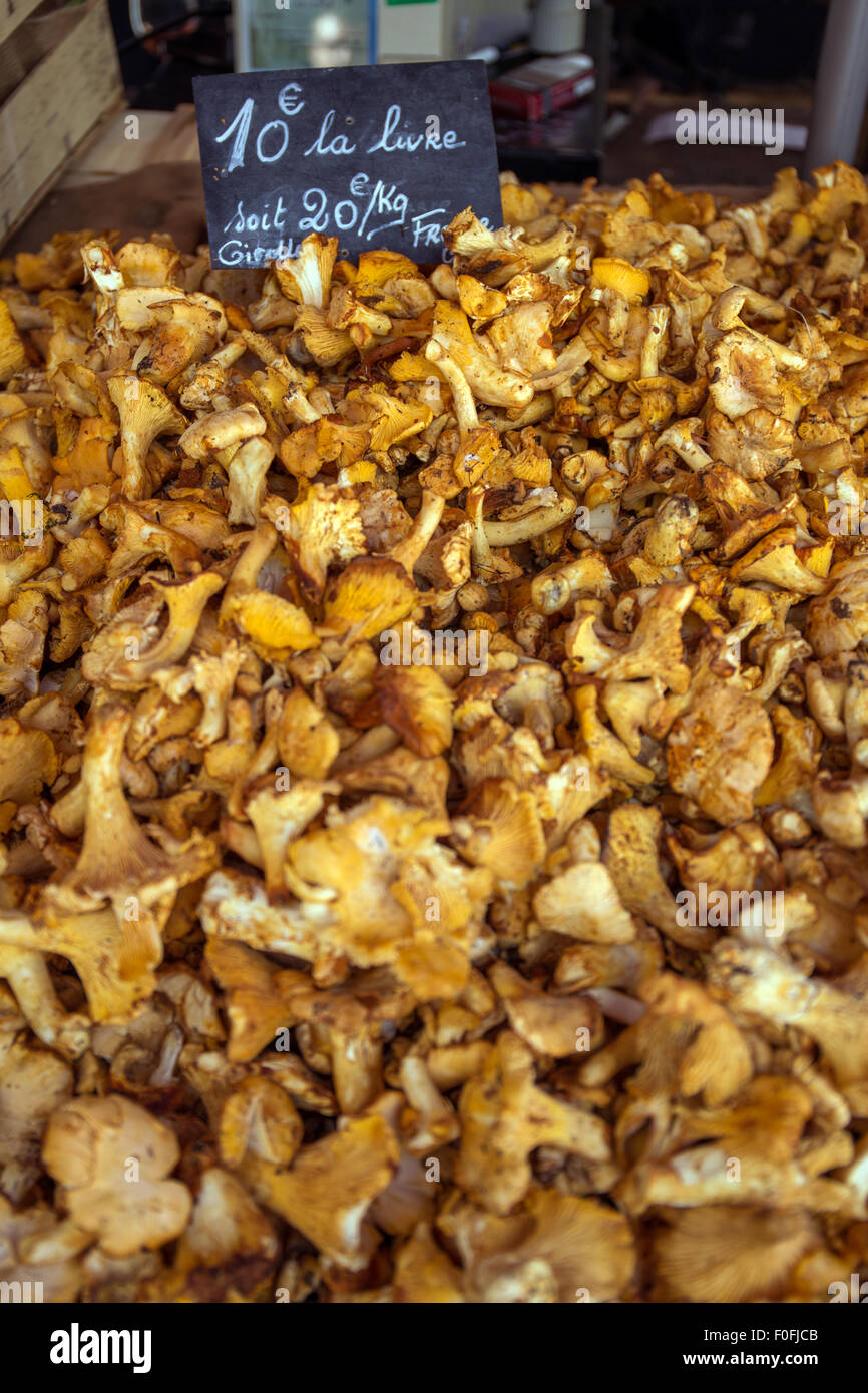Fresh edible chanterelle mushrooms sale hires stock photography and