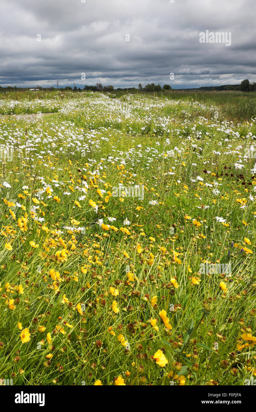 Field of wildflowers growing in nature preserve in Montague, Michigan, USA Stock Photo