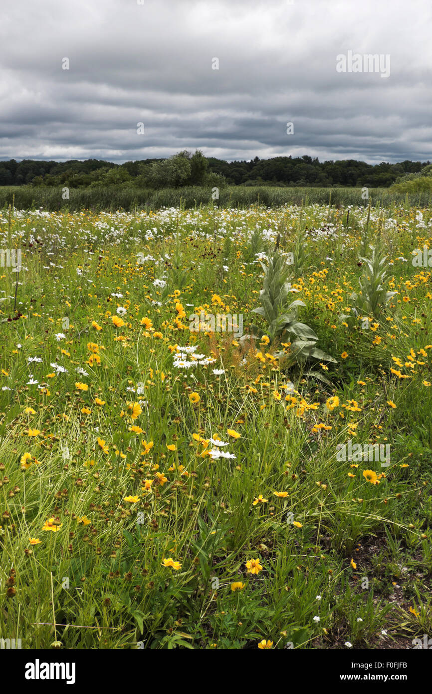 Field of wildflowers growing in nature preserve in Montague, Michigan, USA Stock Photo