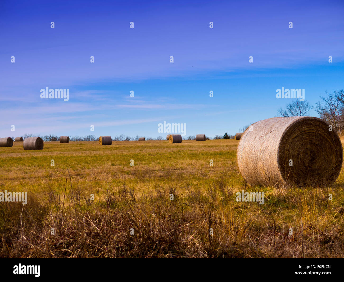Hey bales in rural texas field Stock Photo
