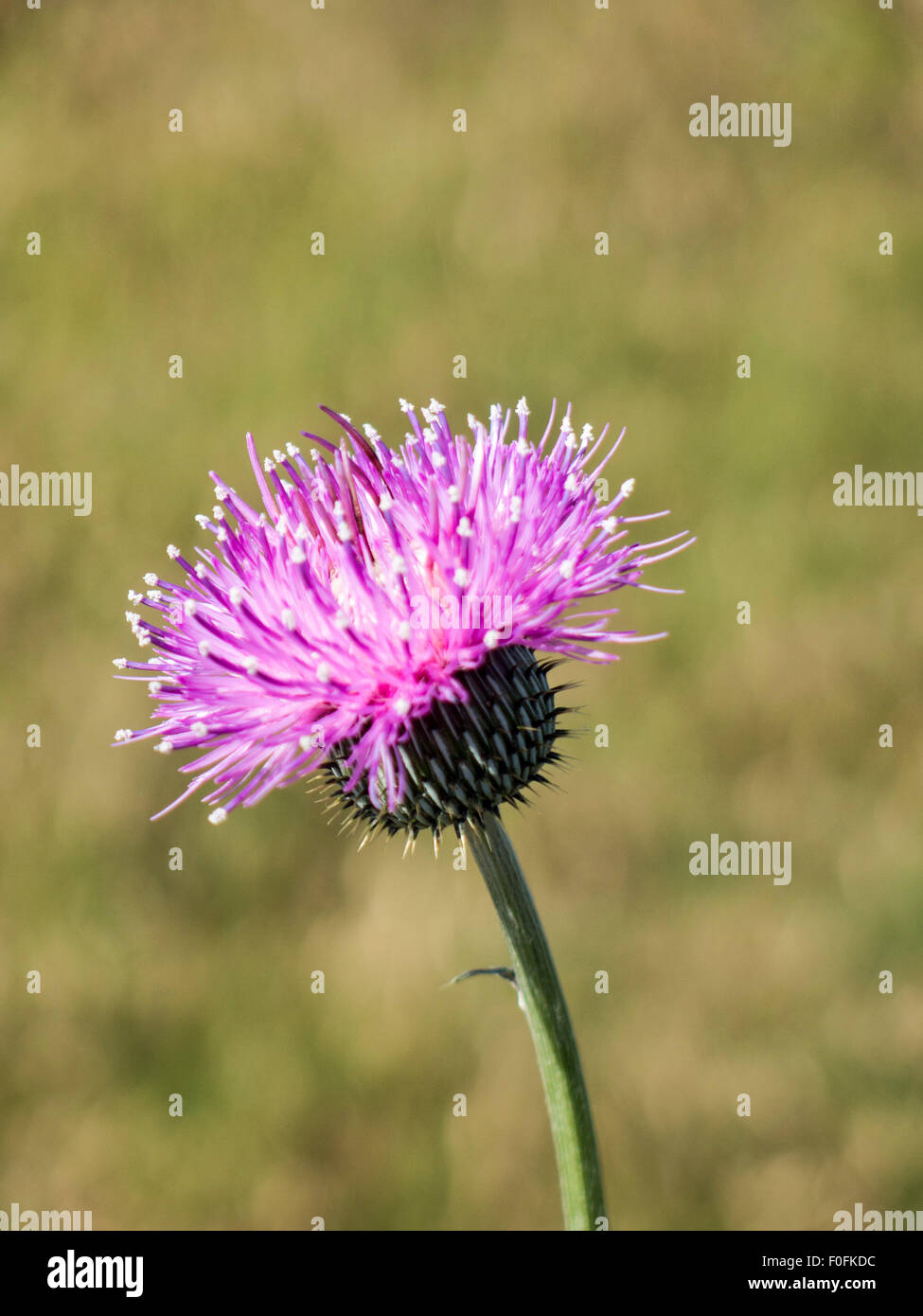 Thistle flower in Texas pasture Stock Photo