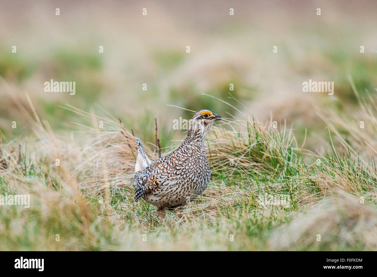 Sharp-tailed grouse LEK ritual mating dance in a Alberta Canada grassland Stock Photo