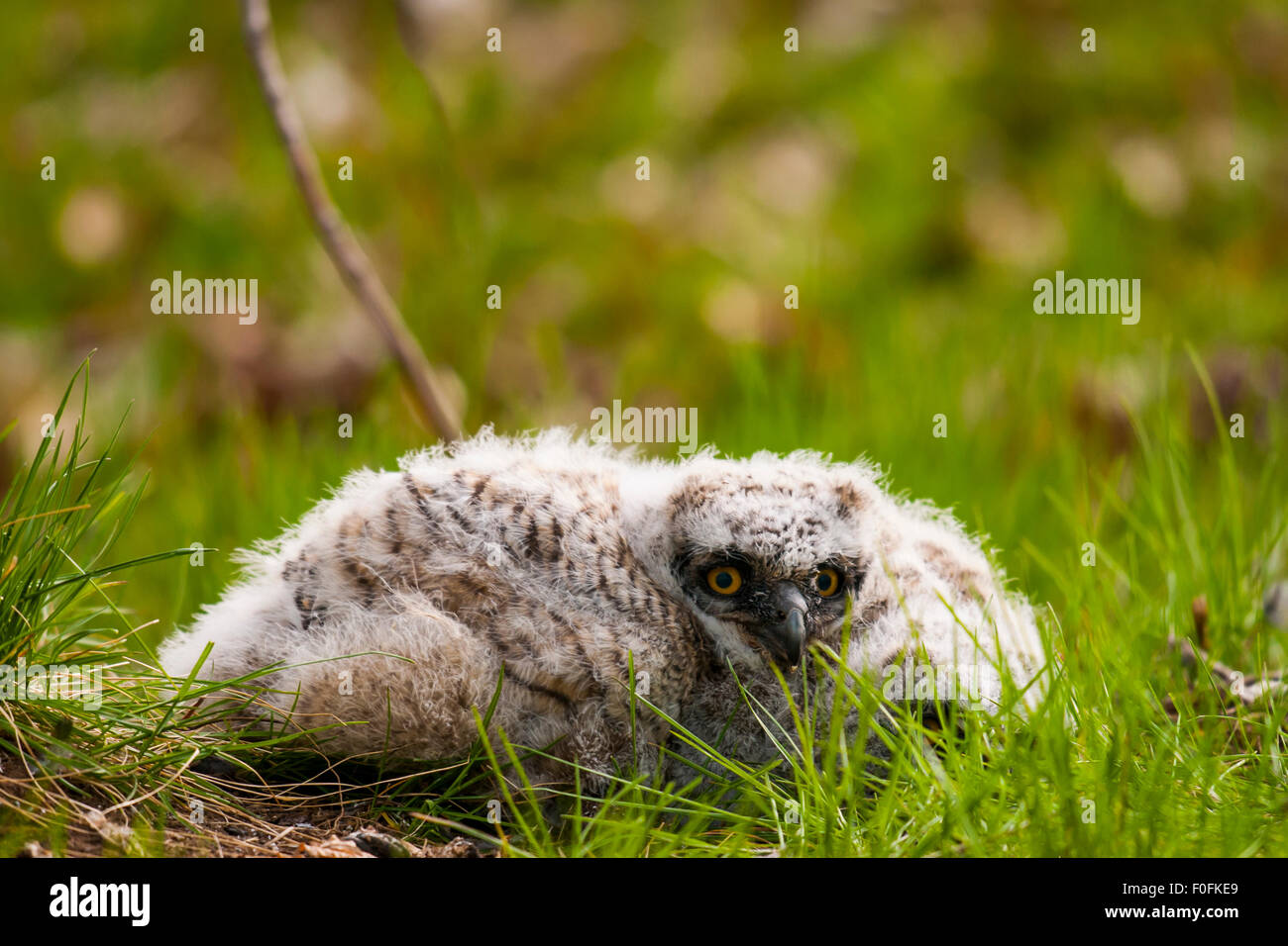 Wild Great Horned Owlet laying helpless on the ground after falling out of the nest Stock Photo