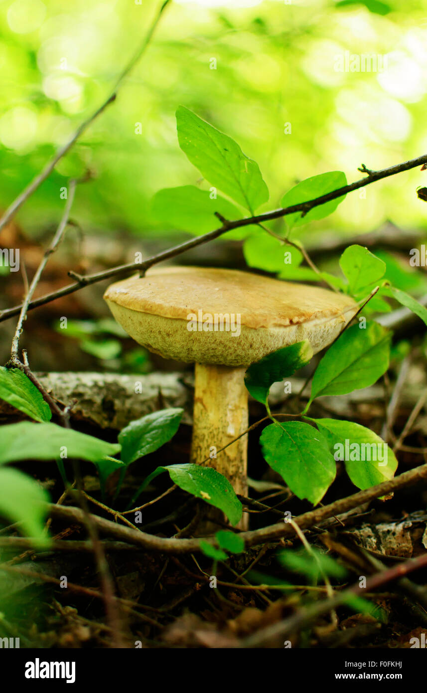 brown cap boletus Stock Photo Alamy