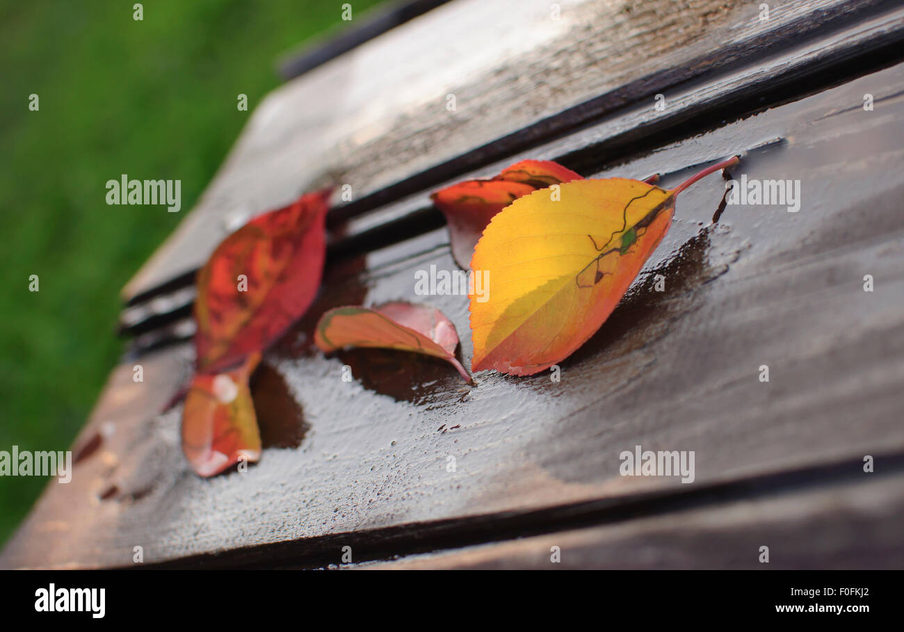 Autumn leaves background material hi-res stock photography and images ...