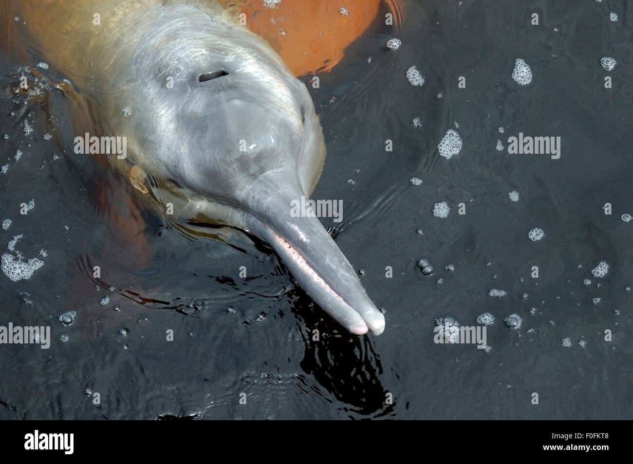 Dolphins in Flight stock photo. Image of never, flowers - 43699642