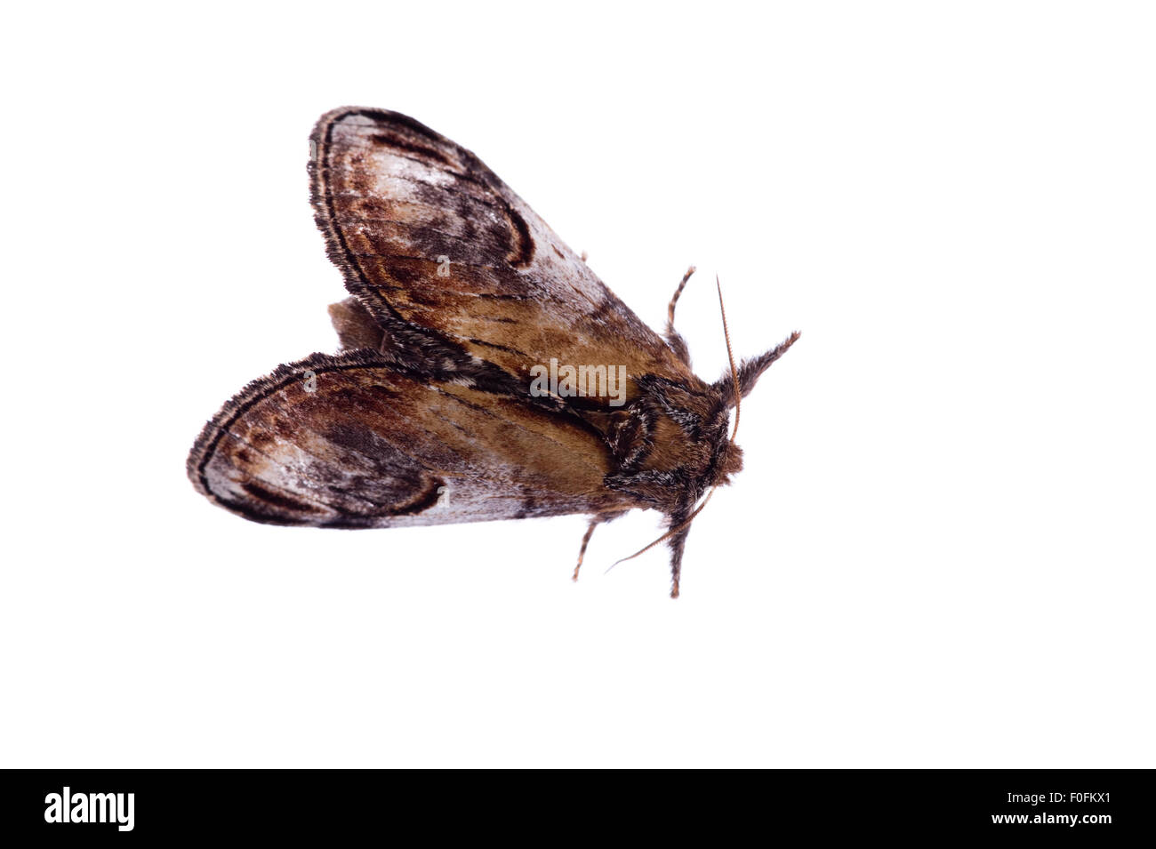 Moth (Notodonta ziczac) Fliess, Naturpark Kaunergrat, Tirol, Austria, July 2008 Stock Photo