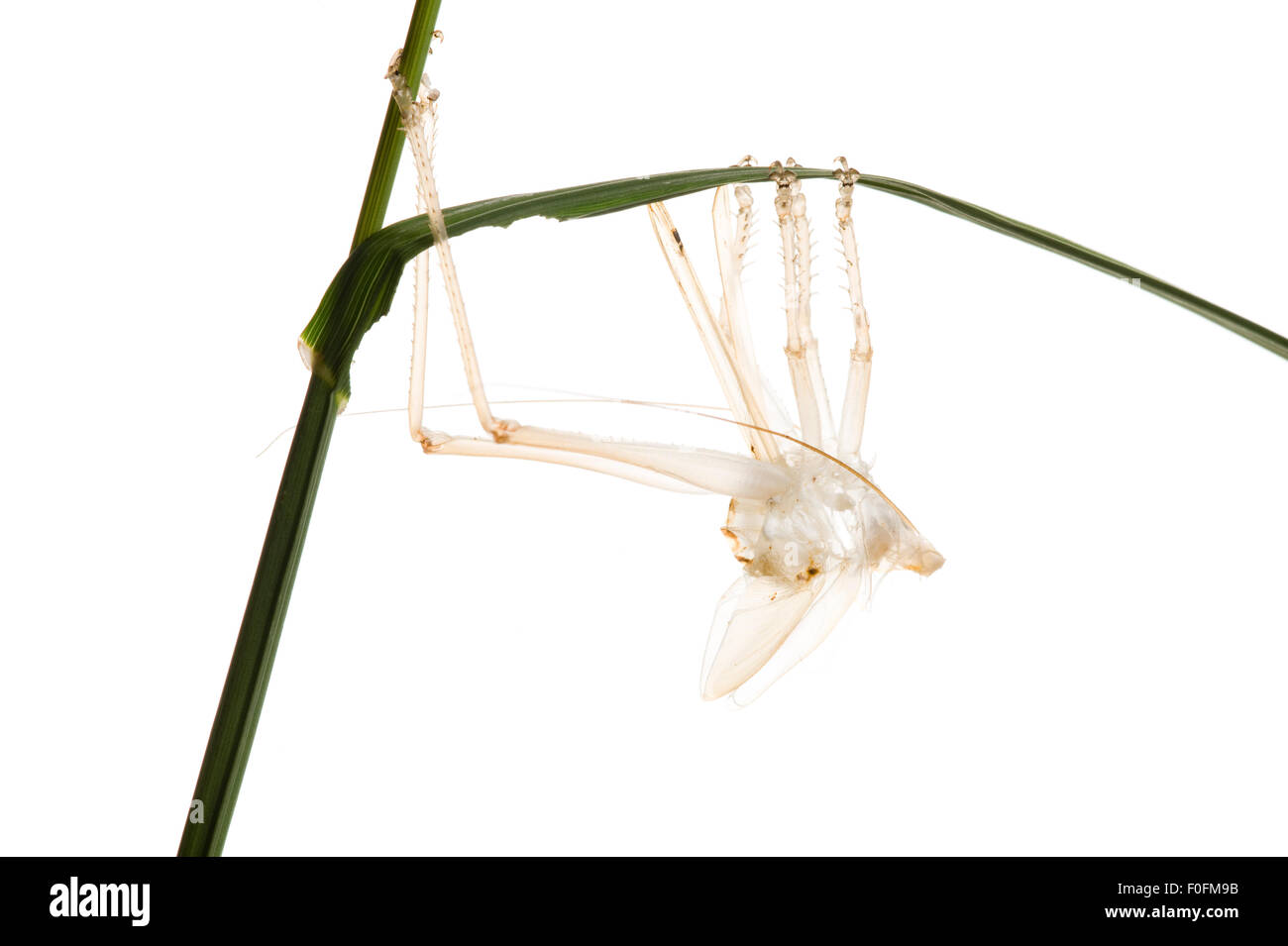 Shedding exoskeleton hi-res stock photography and images - Page 4