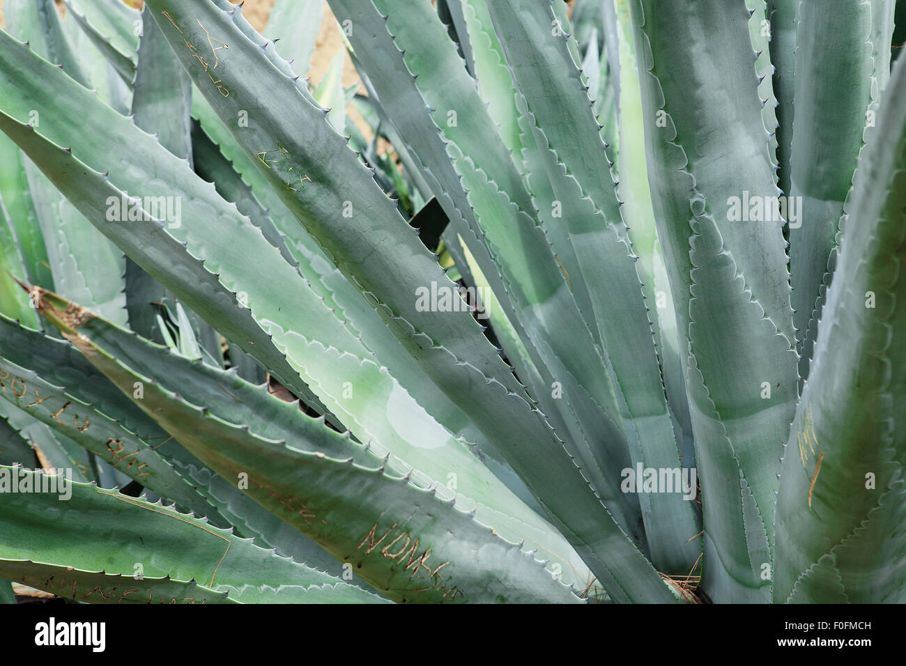 Huge agave hi-res stock photography and images - Alamy