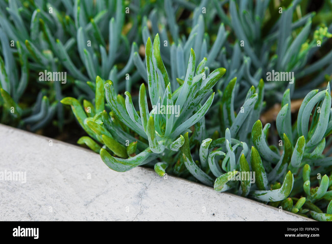 Close up of succulent plant Sedum in a summer city park. Stock Photo