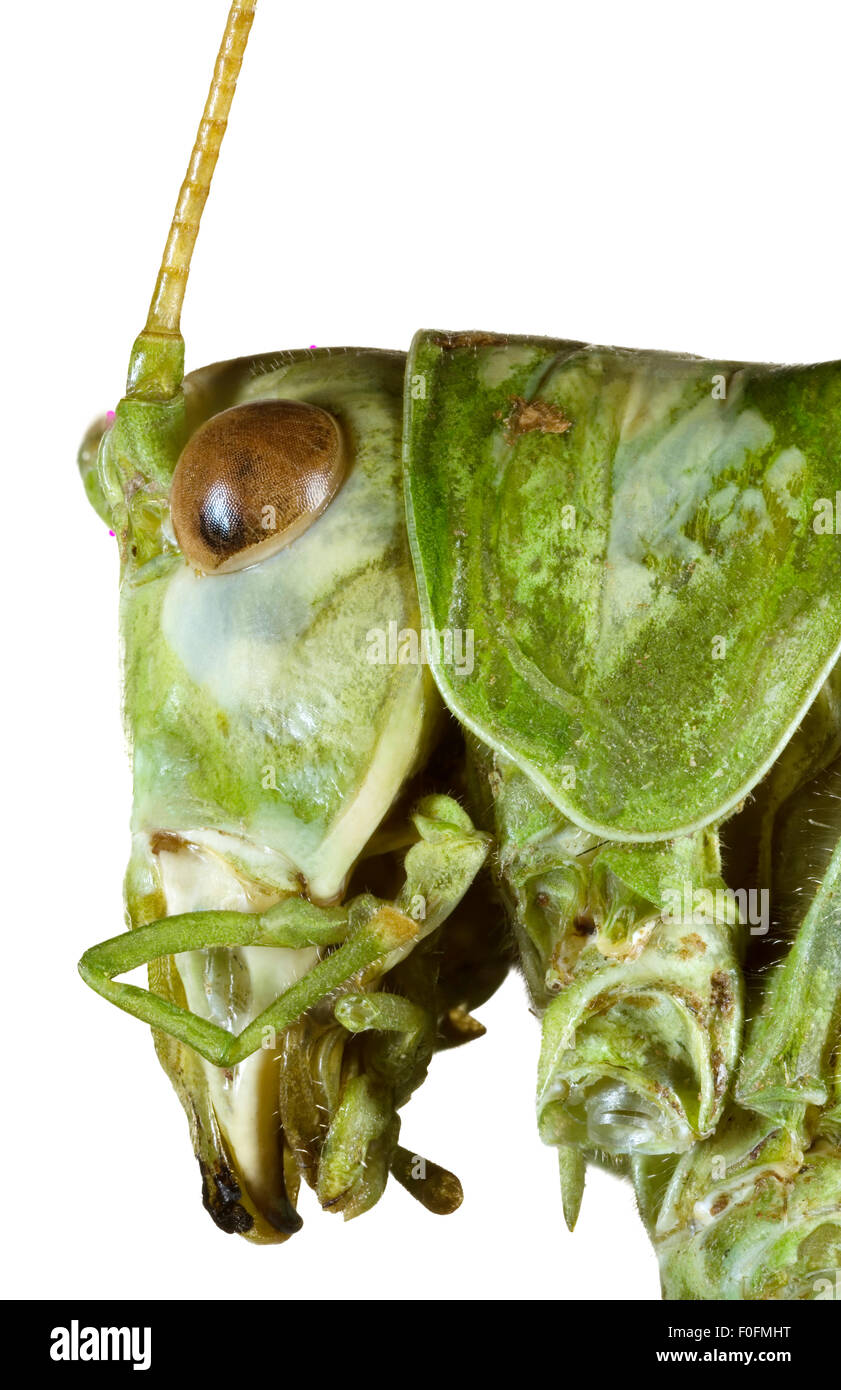 Extreme Macro shoot of Bush Grasshopper Head Stock Photo