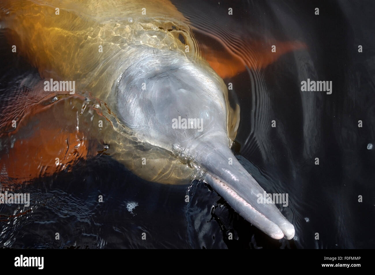 Dolphin with head out of water hires stock photography and images Alamy