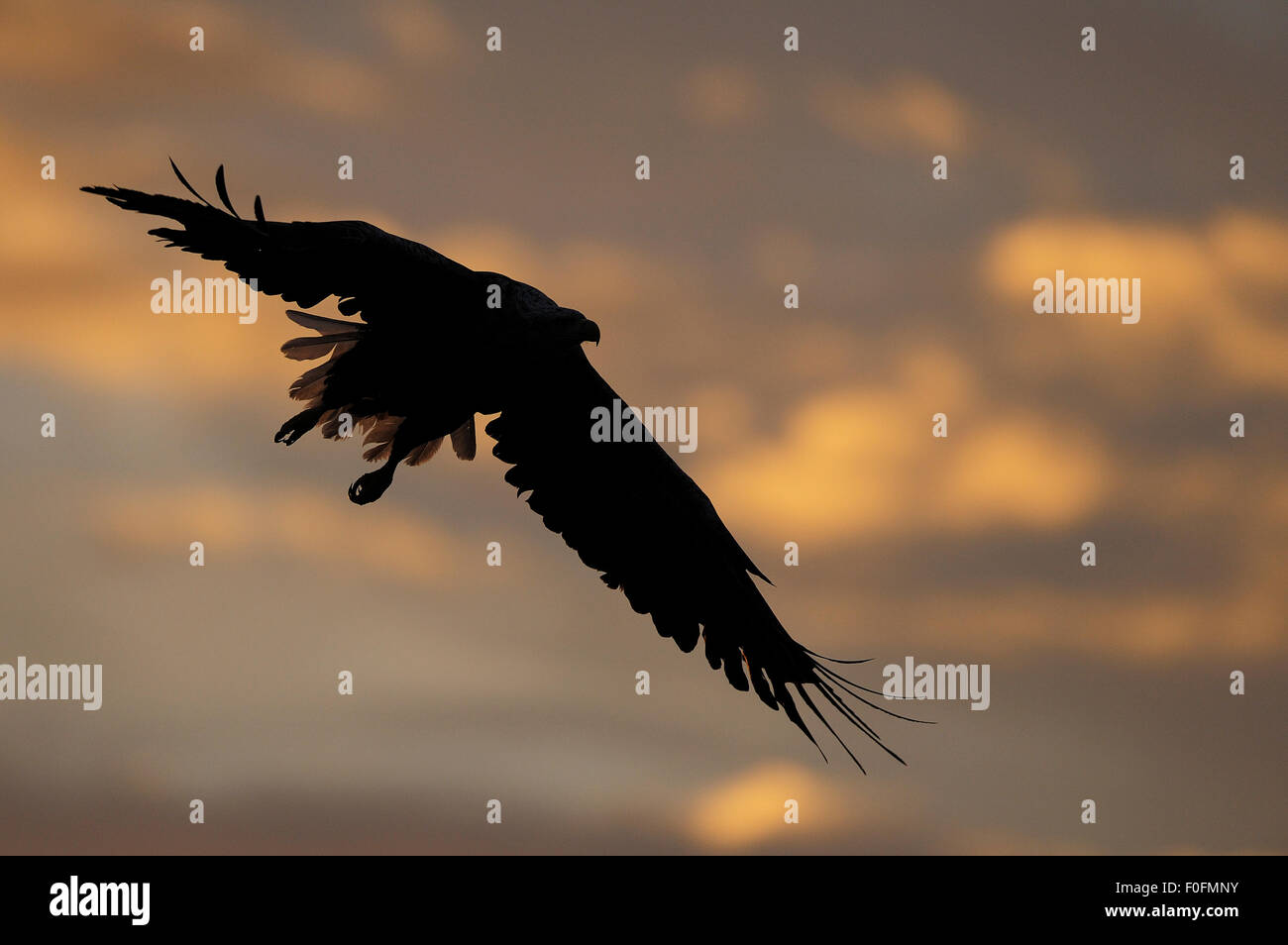 White tailed sea eagle (Haliaeetus albicilla) in flight, silhouetted, Flatanger, Nord Trøndelag, Norway, August 2008 Stock Photo