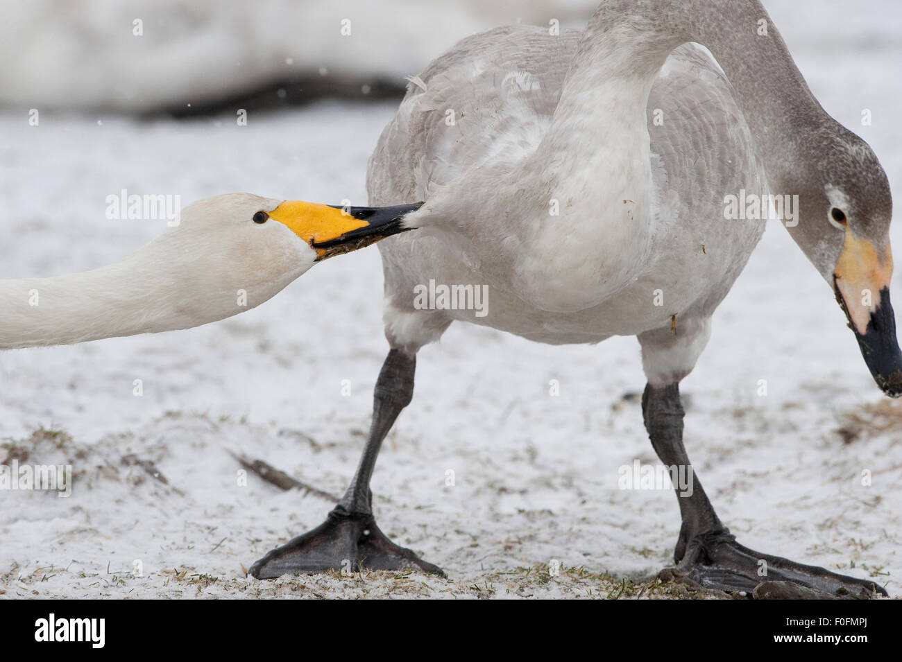 Whooper swan (Cygnus cygnus) pecking at juvenile, Lake Tysslingen, Sweden, March 2009 Stock Photo