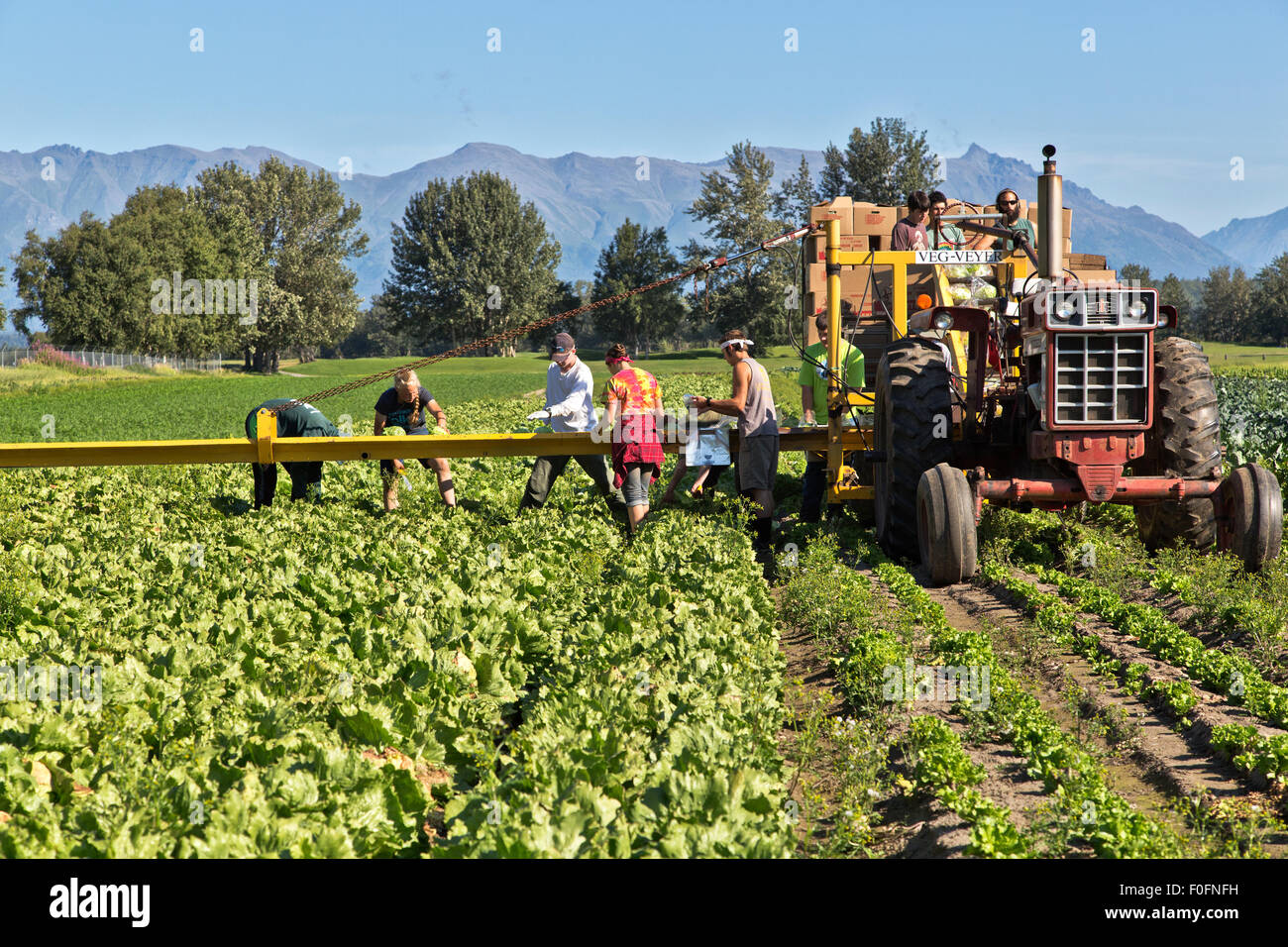 Farmer with field workers harvesting 'Iceberg' lettuce Stock Photo Alamy