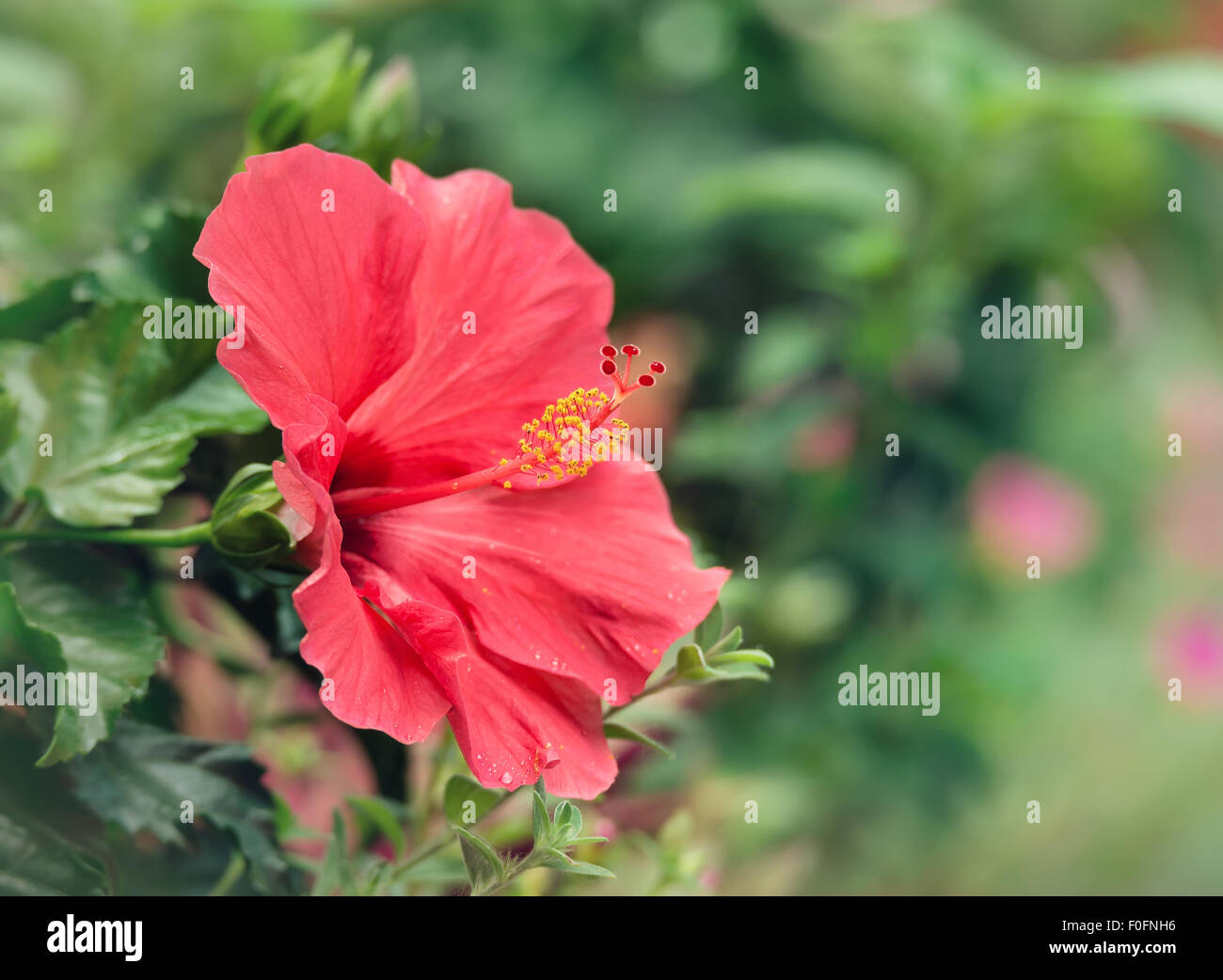 Pink hibiscus flower hires stock photography and images Alamy — free download
