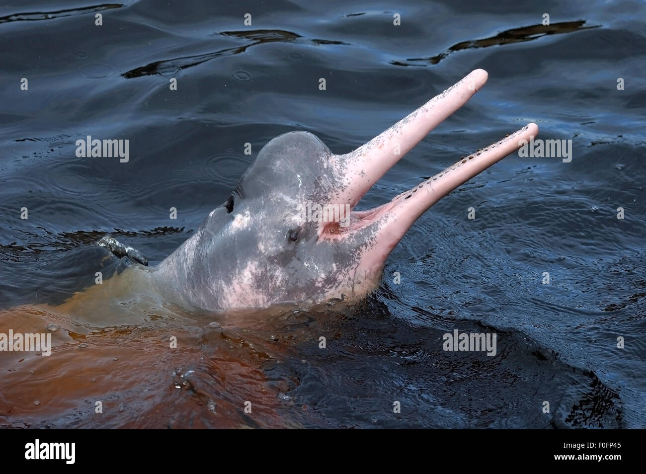 MALE AMAZONIAN DOLPHIN SWIMMING HEAD OUT OF WATER Stock Photo Alamy