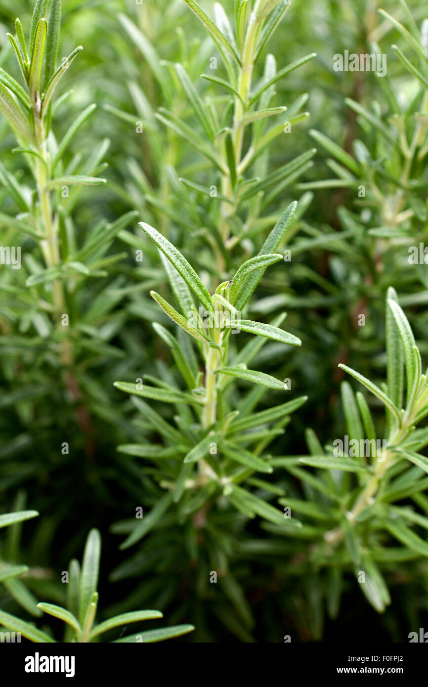 Gorizia rosemary (Rosmarinus officinalis) Stock Photo