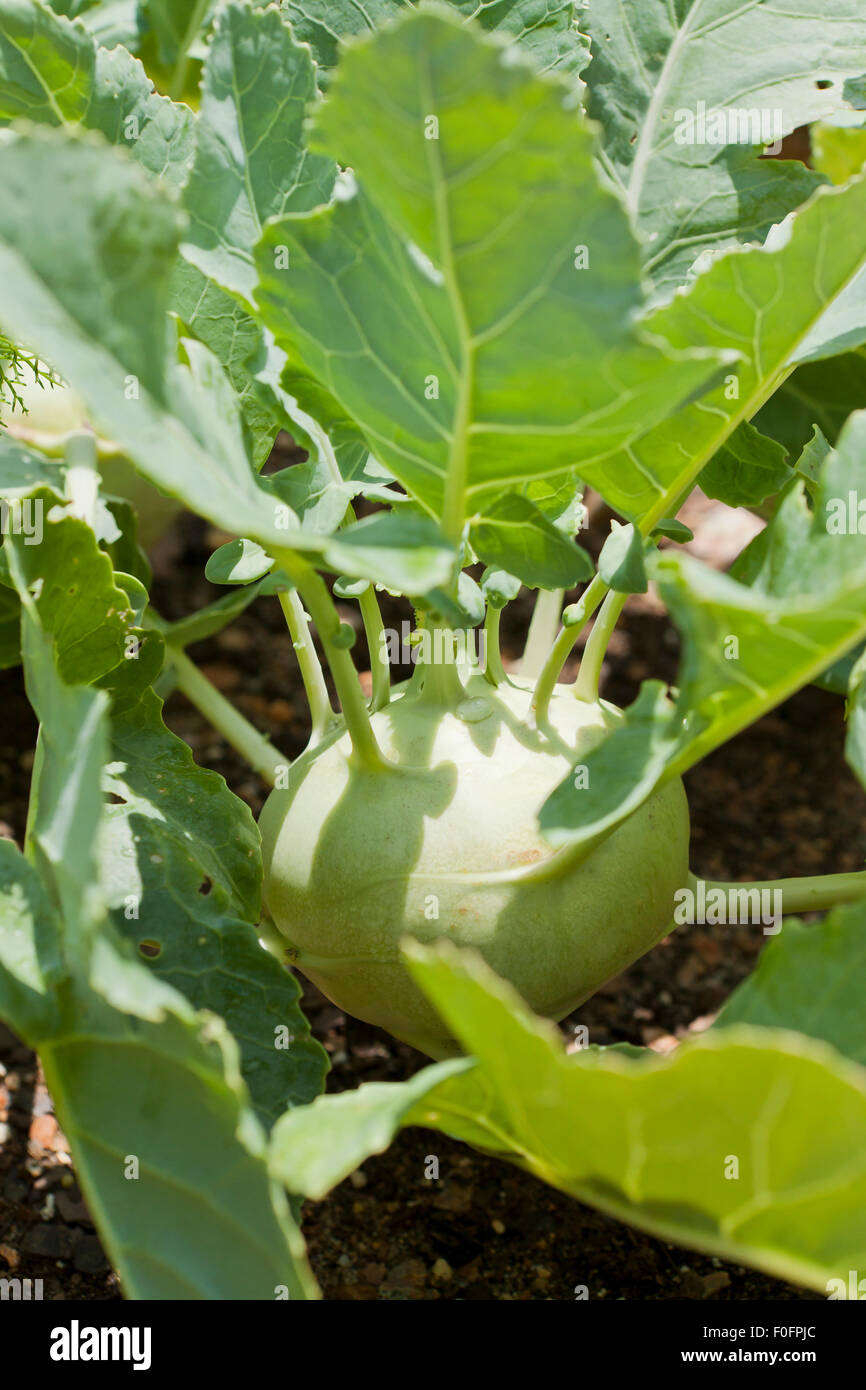 Kohlrabi plant hires stock photography and images Alamy
