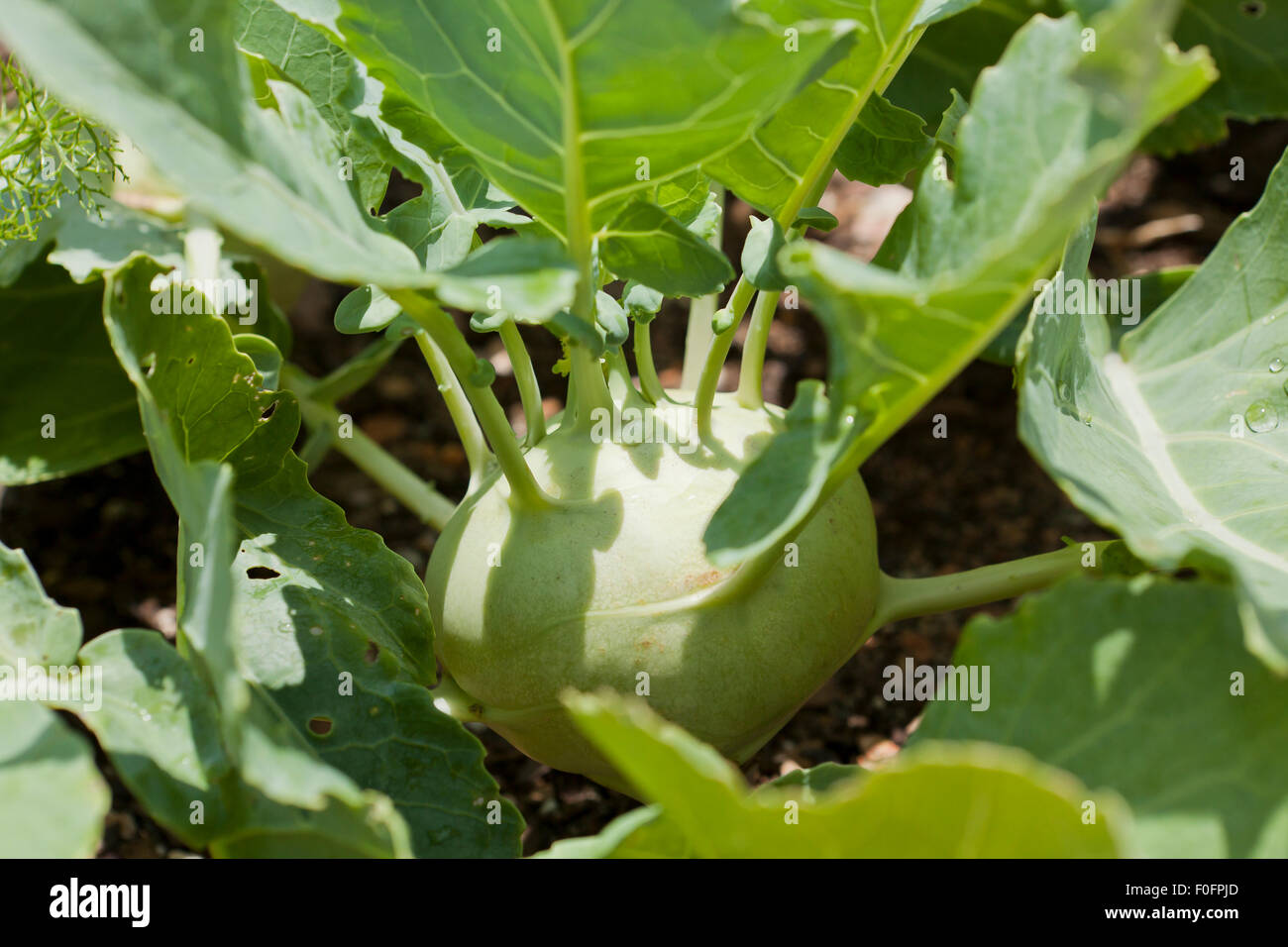 Turnip cabbage plant hires stock photography and images Alamy