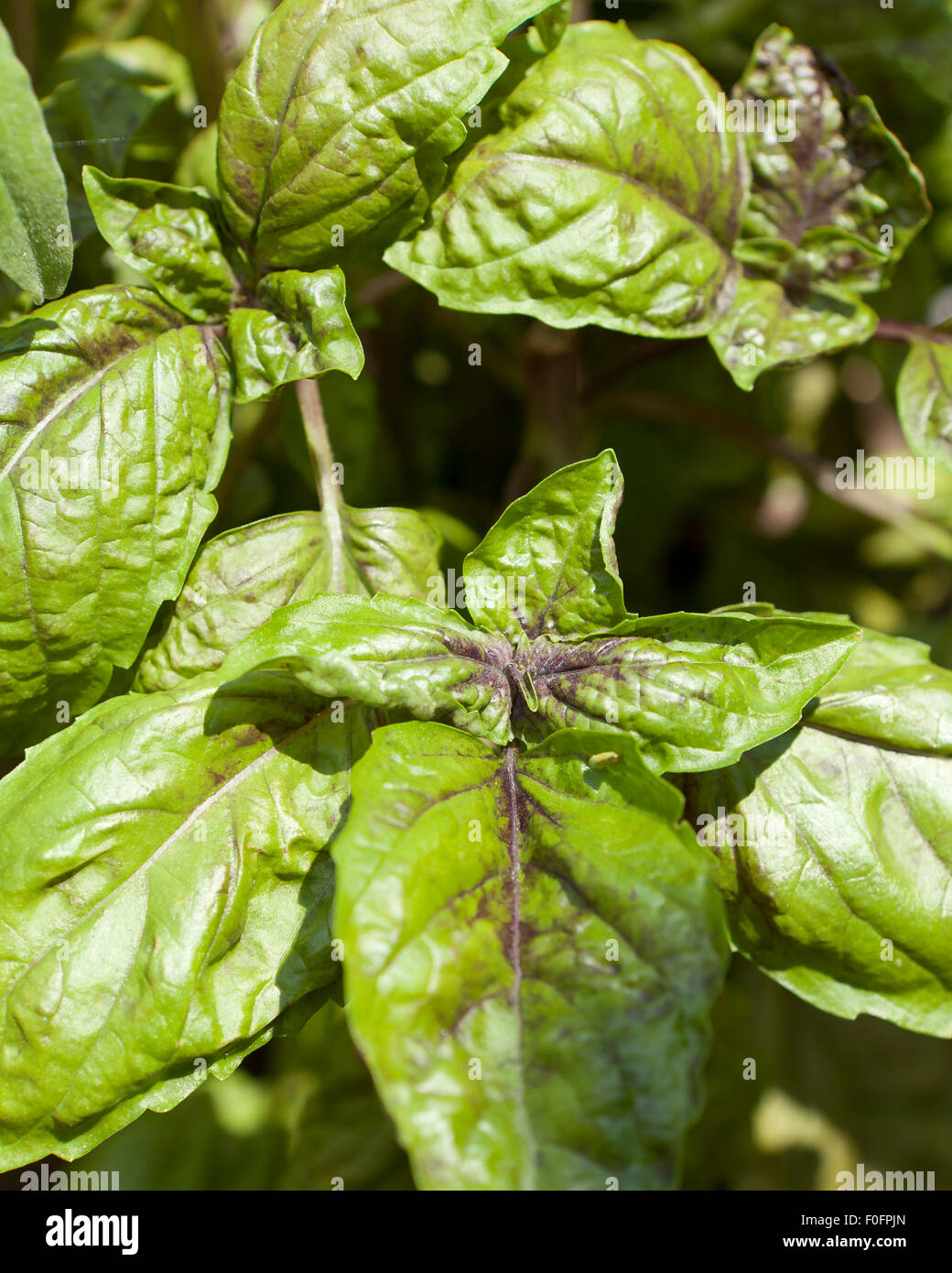 Basil ocimum basilicum hires stock photography and images Alamy