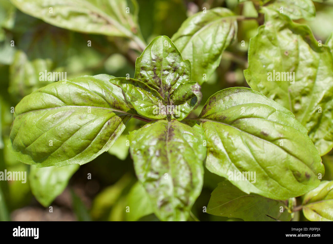Red Lettuce Leaved basil (Ocimum basilicum Stock Photo Alamy