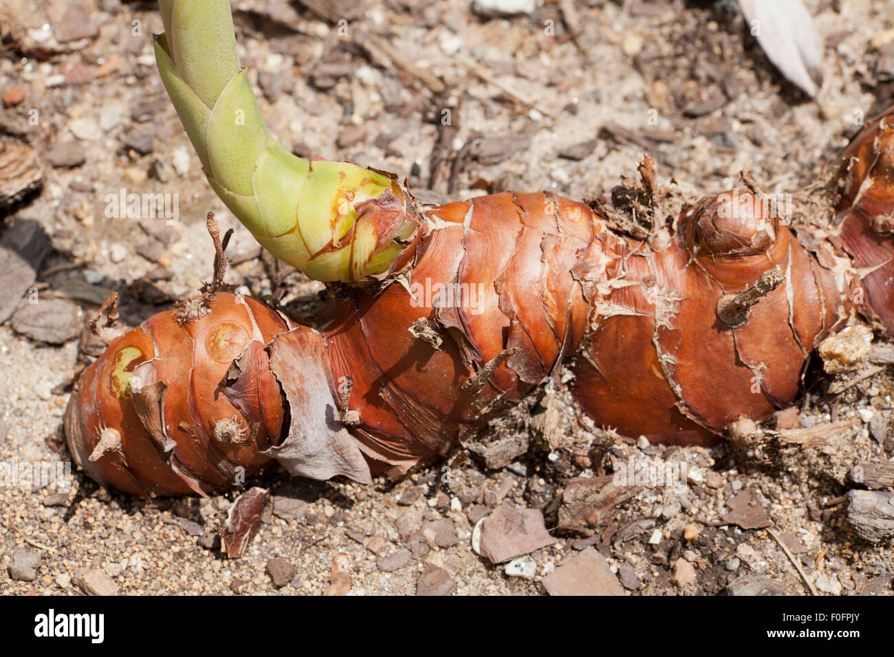Kahili ginger, aka Kahila garland-lily, or ginger lily roots (Hedychium gardnerianum) Stock Photo