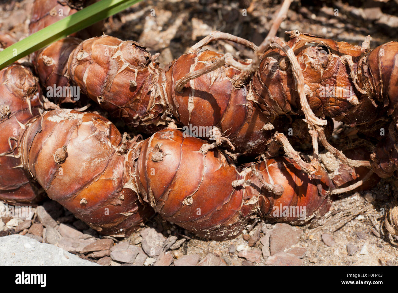 Kahili ginger, aka Kahila garland-lily, or ginger lily roots (Hedychium gardnerianum) Stock Photo