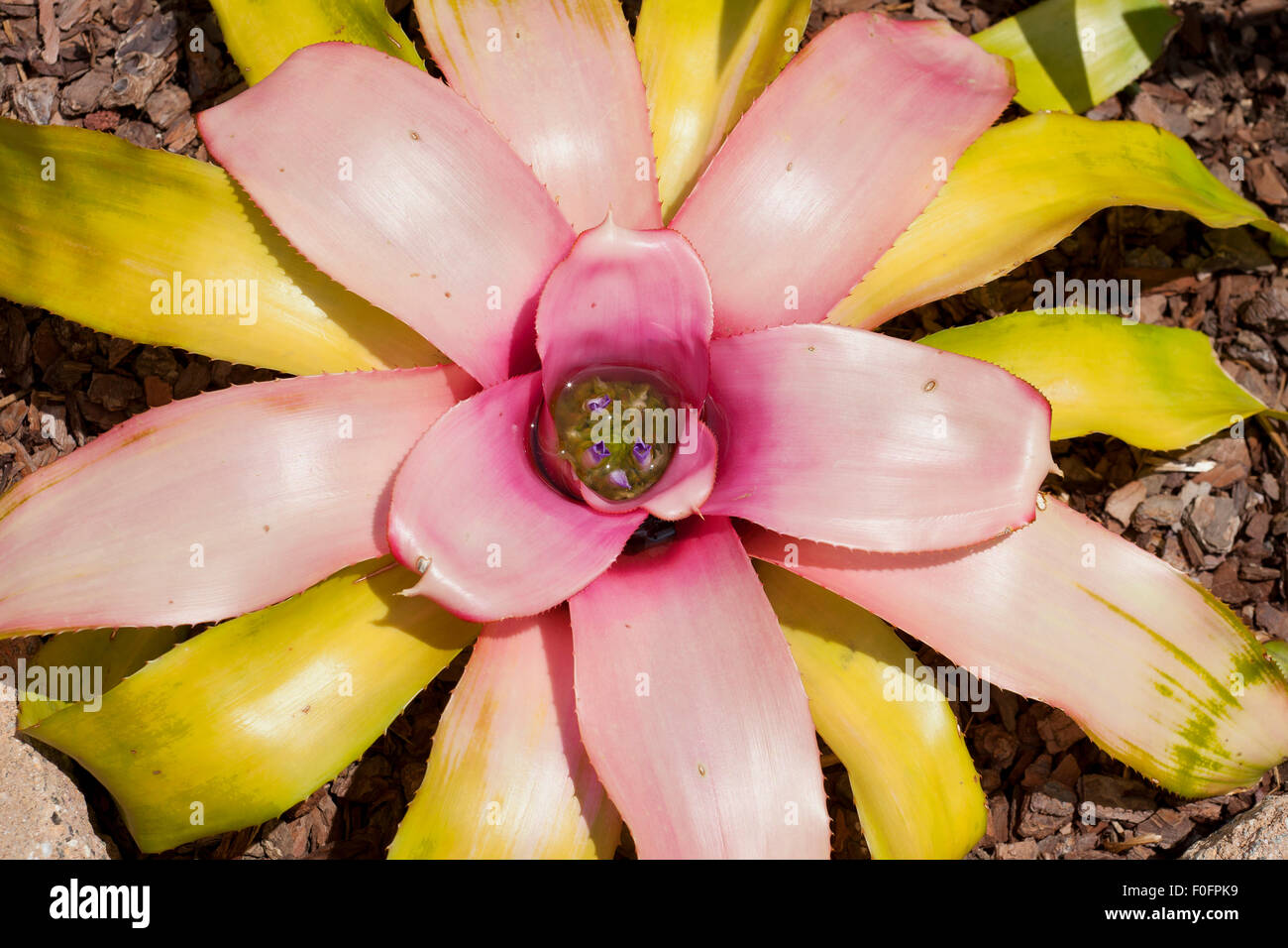 Flowering Neoregelia Stock Photo