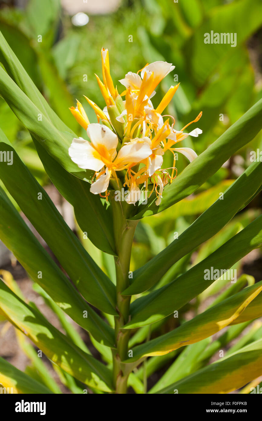 Ginger Lily Flowers Hedychium Stock Photo Alamy Ginger Lily Flowers Hedychium Stock Photo Alamy