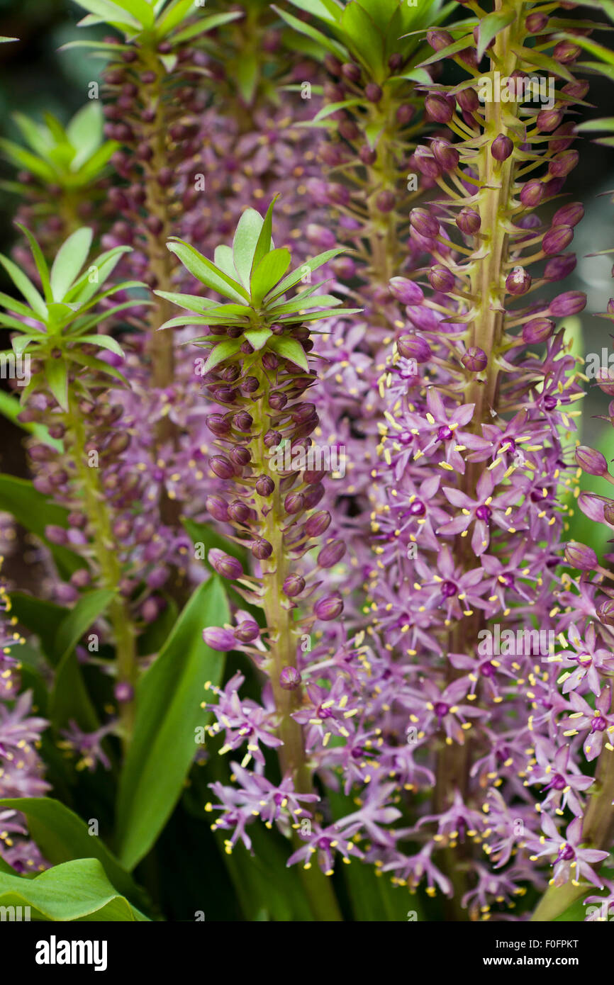 Pineapple lily Reuben" plant flowers Stock Photo Alamy