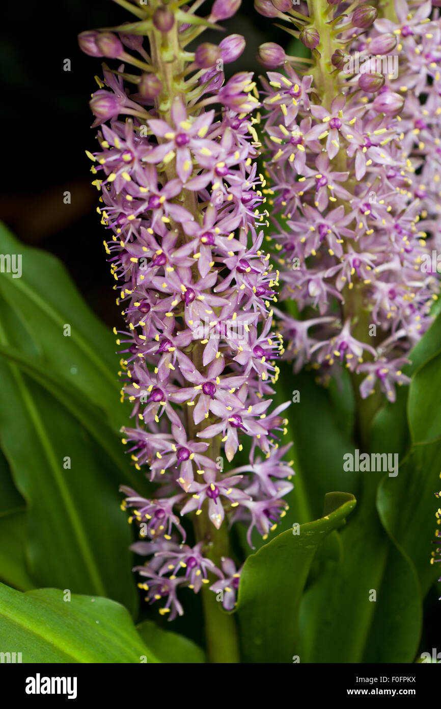 Pineapple lily Reuben" plant flowers Stock Photo Alamy