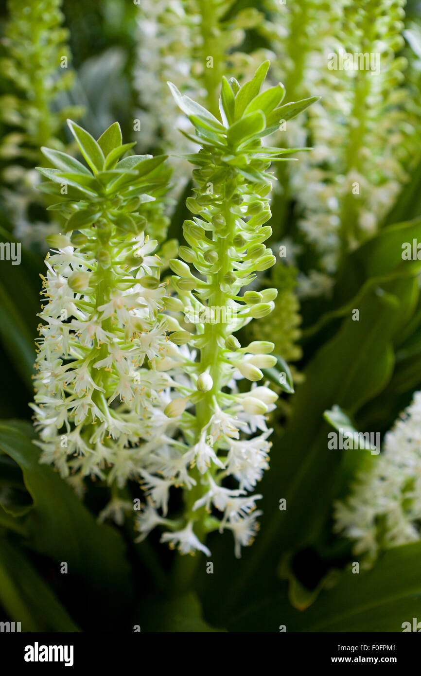Pineapple lily plant Stock Photo