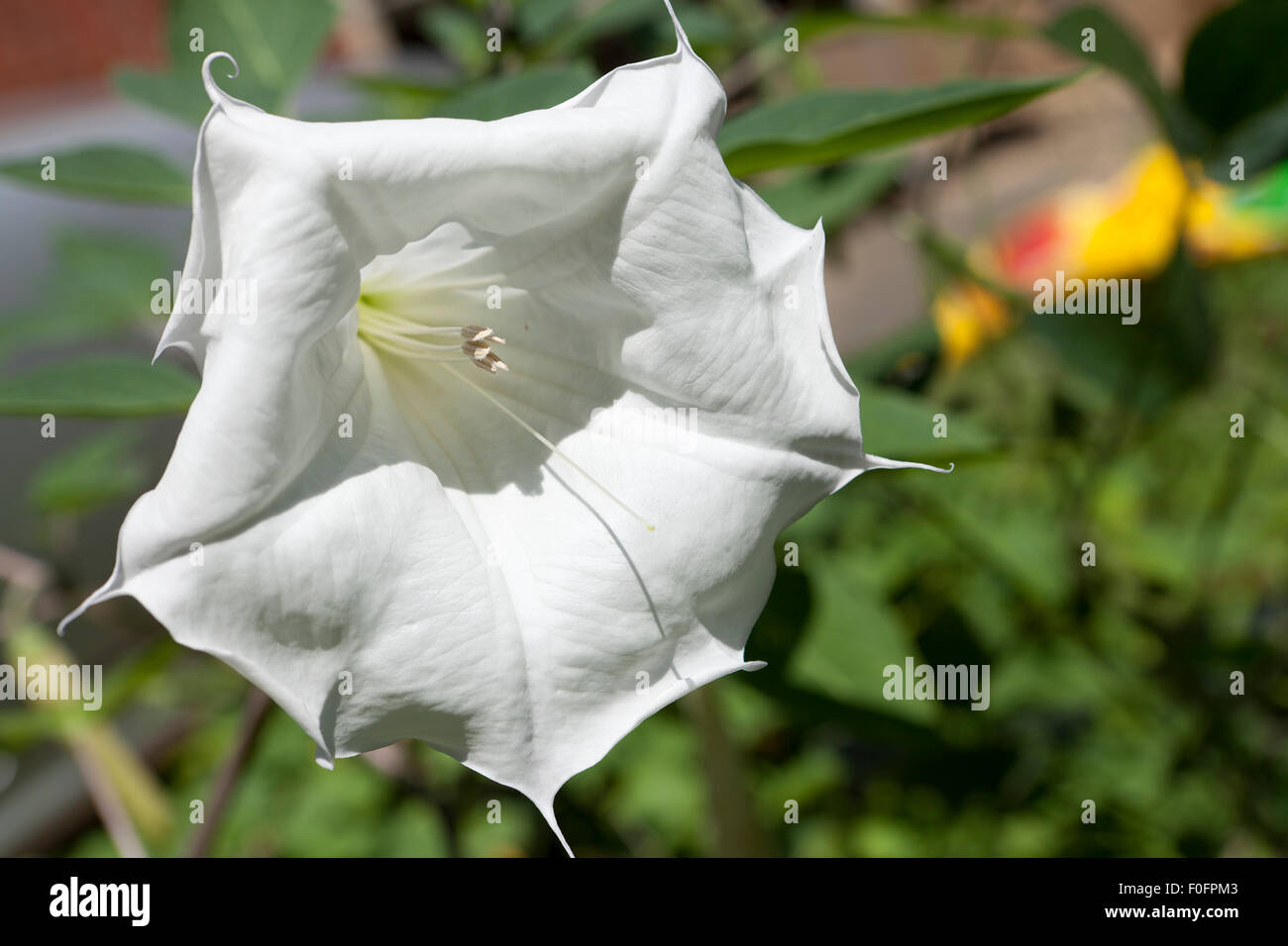 Devil's Trumpet flower (Datura innoxia) - USA Stock Photo