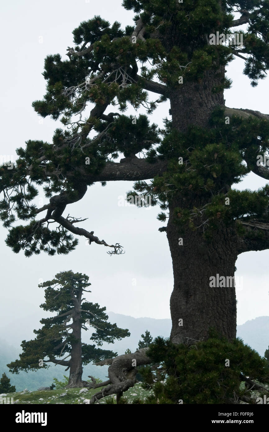 Bosnian pine (Pinus leucodermis) trees, Pollino National Park, Basilicata, Italy, May 2009 Stock Photo