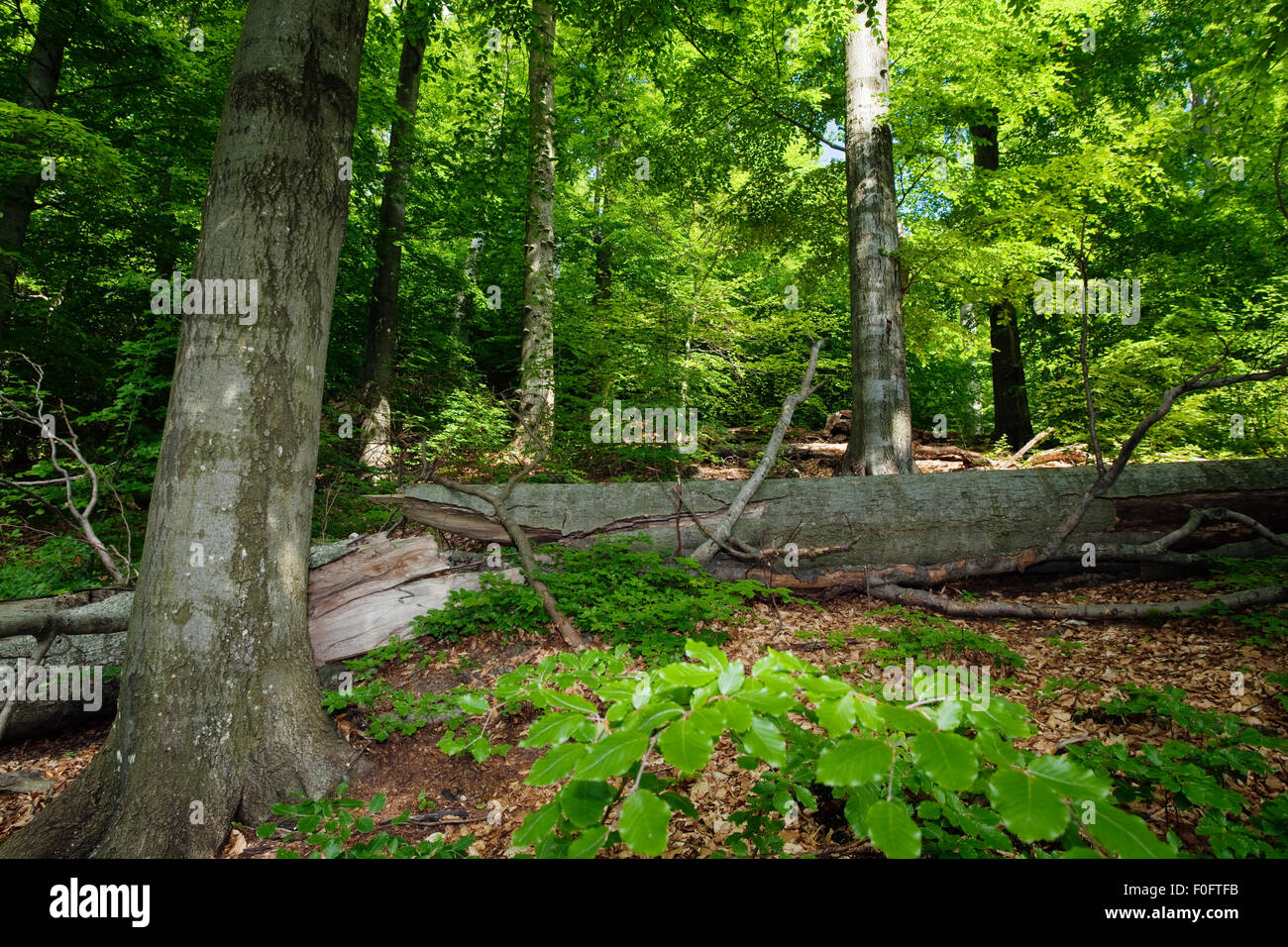 Morske Oko Vihorlat Hi res Stock Photography And Images Alamy