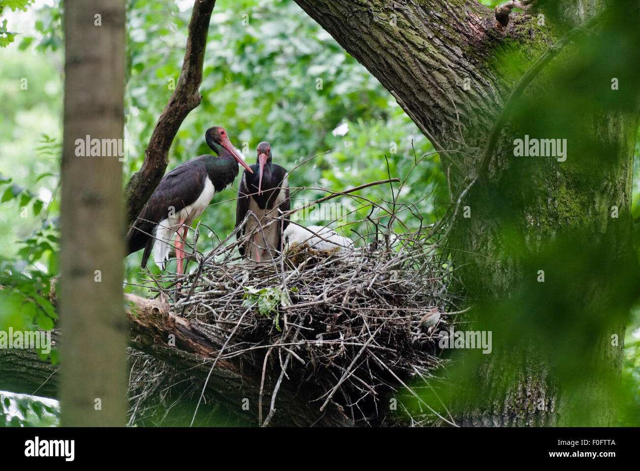 Black stork (Ciconia nigra) pair at nest, Slovakia, Europe, June 2009 Stock Photo
