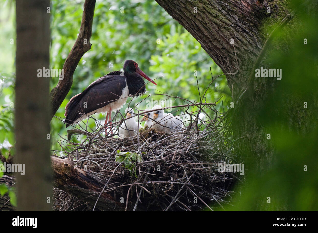 Black stork (Ciconia nigra) at nest with three chicks, Slovakia, Europe, June 2009 Stock Photo