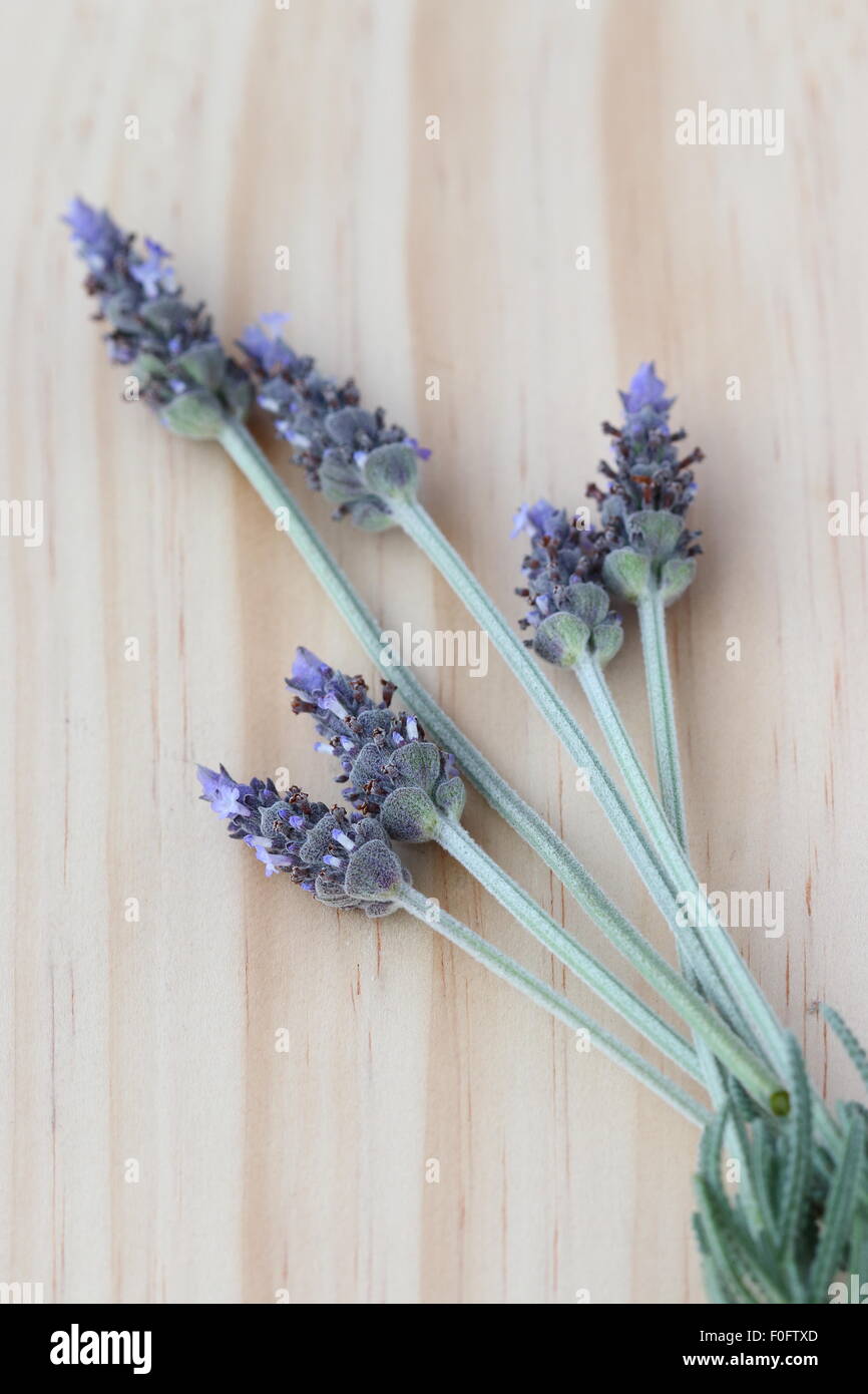 Fresh French Lavender  (Lavandula) on wooden board Stock Photo