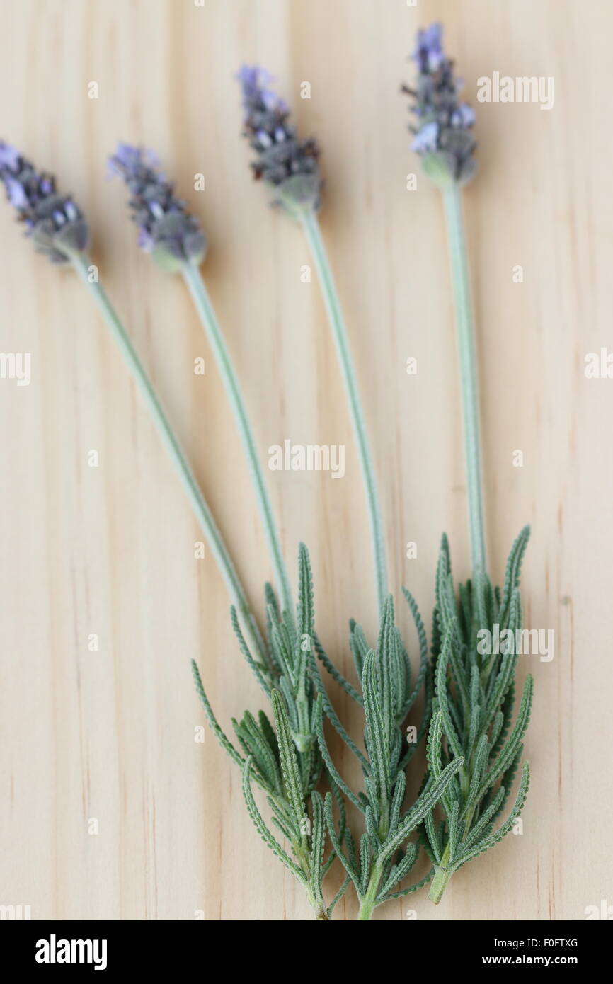 Fresh French Lavender  (Lavandula) on wooden board focusing on lavender leaves Stock Photo