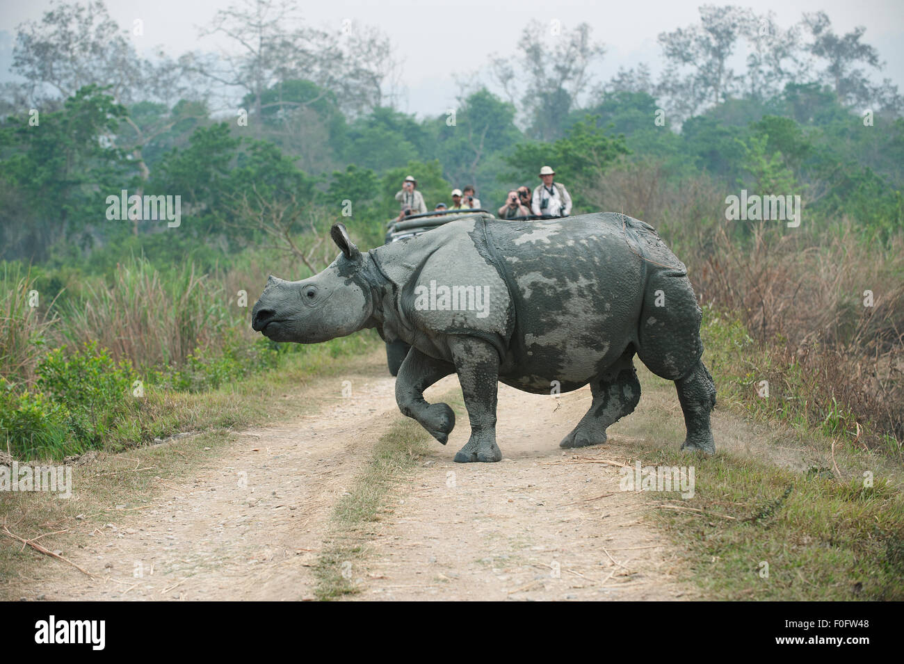 The image was shot in Kaziranga National park in India Stock Photo