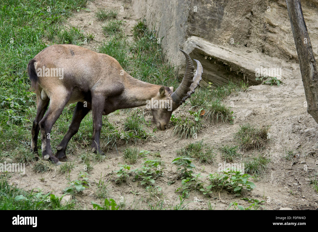 ibex, italian ibex, ibex of alps, ibex closeup Stock Photo