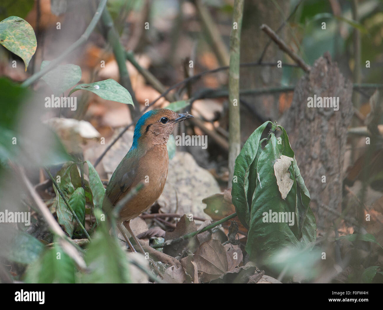 The image was shot in Kaziranga National park in India Stock Photo