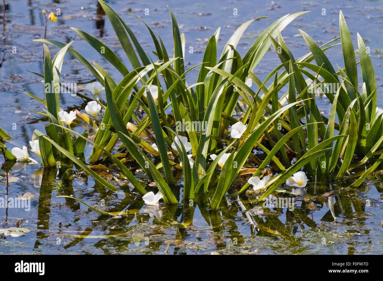 Water soldier (Stratiotes aloides) in flower, Latorica backwaters, Eastern Slowakia, Europe, June 2009 Stock Photo